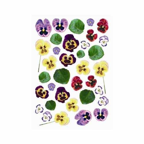 13thermo Термопластик для моделирования с печатью "Незабудки" Freedecor 