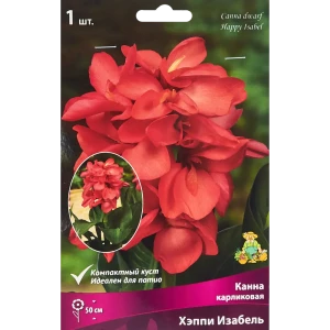 Канна карликовая Хэппи Изабель