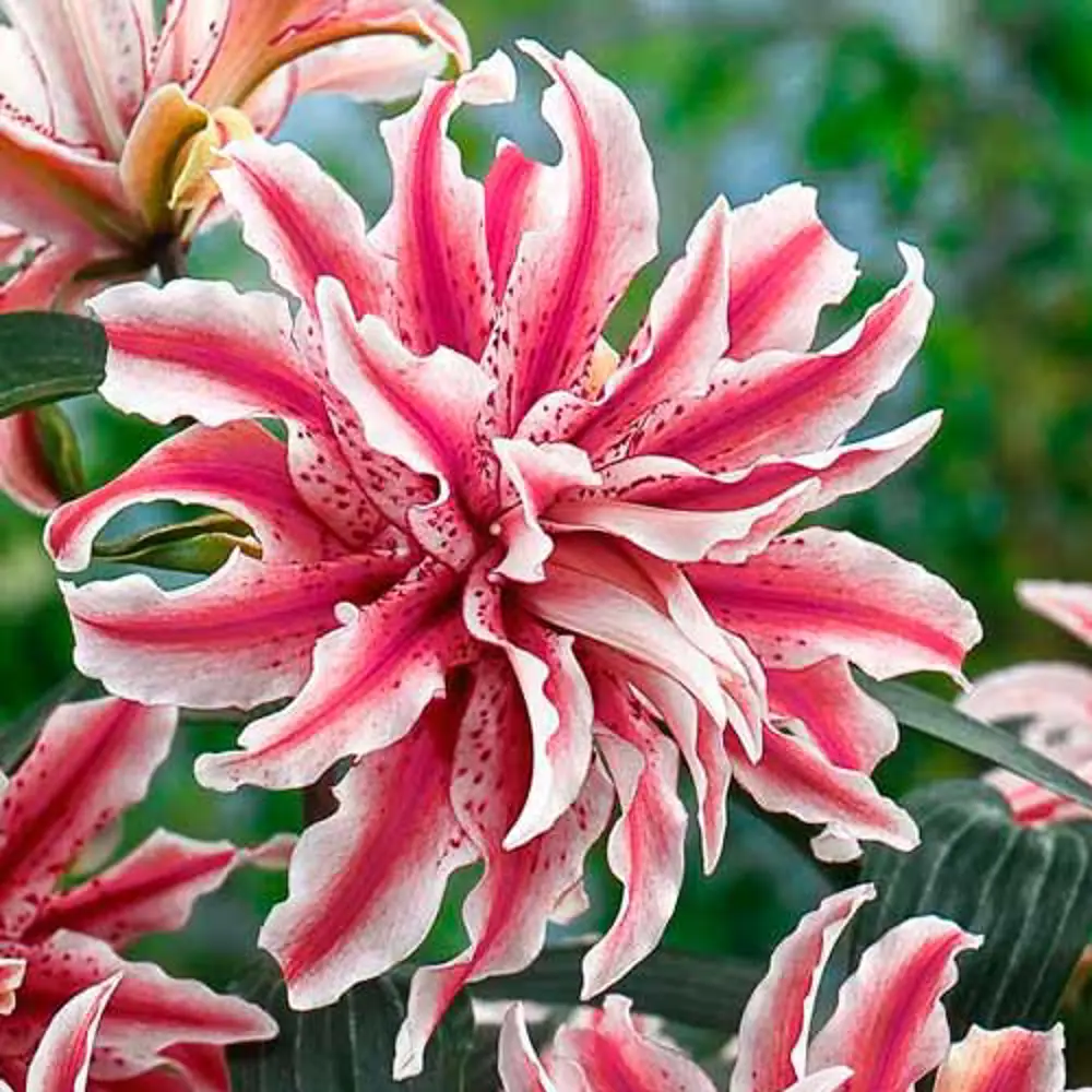 Лилия махровая Мэджик Стар 5 шт. 83628523 STLM-2021569 BOTANIC COLLECTION 