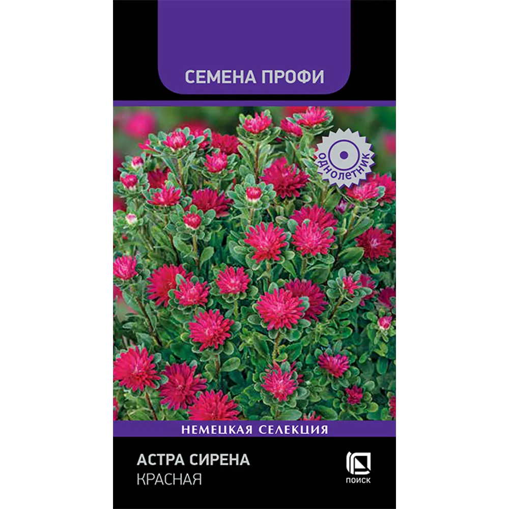 ПОИСК Астра Сирена - готовый букет на одном растении 89401272 STLM-1578180