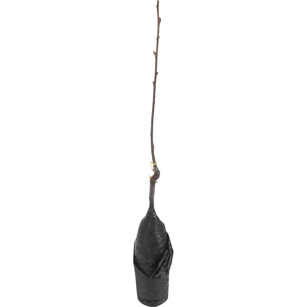 Вишня Игрицкая в тубе 82539557 STLM-2057034 BOTANIC COLLECTION 