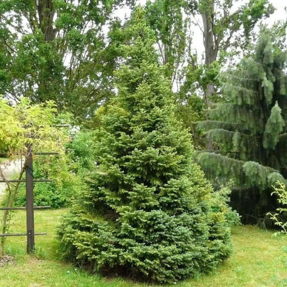Ель Сербская h40 см 89363822 STLM-2097760 Santreyd 