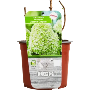 Гортензия метельчатая Литтл Спуки от Santreyd - компактный цветущий кустарник 89369801