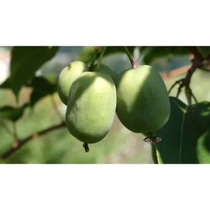 Саженец Актинидия Вейки С2 h40-45 см 83023347 STLM-2035427