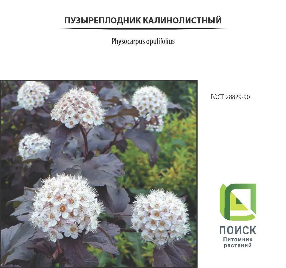 81968690 Пузыреплодник калинолистный «Леди Ин Ред», контейнер 3 л STLM-0960552