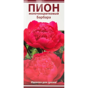 Пион молочноцветковый Барбара разбор 2-3 88294982 STLM-2119227