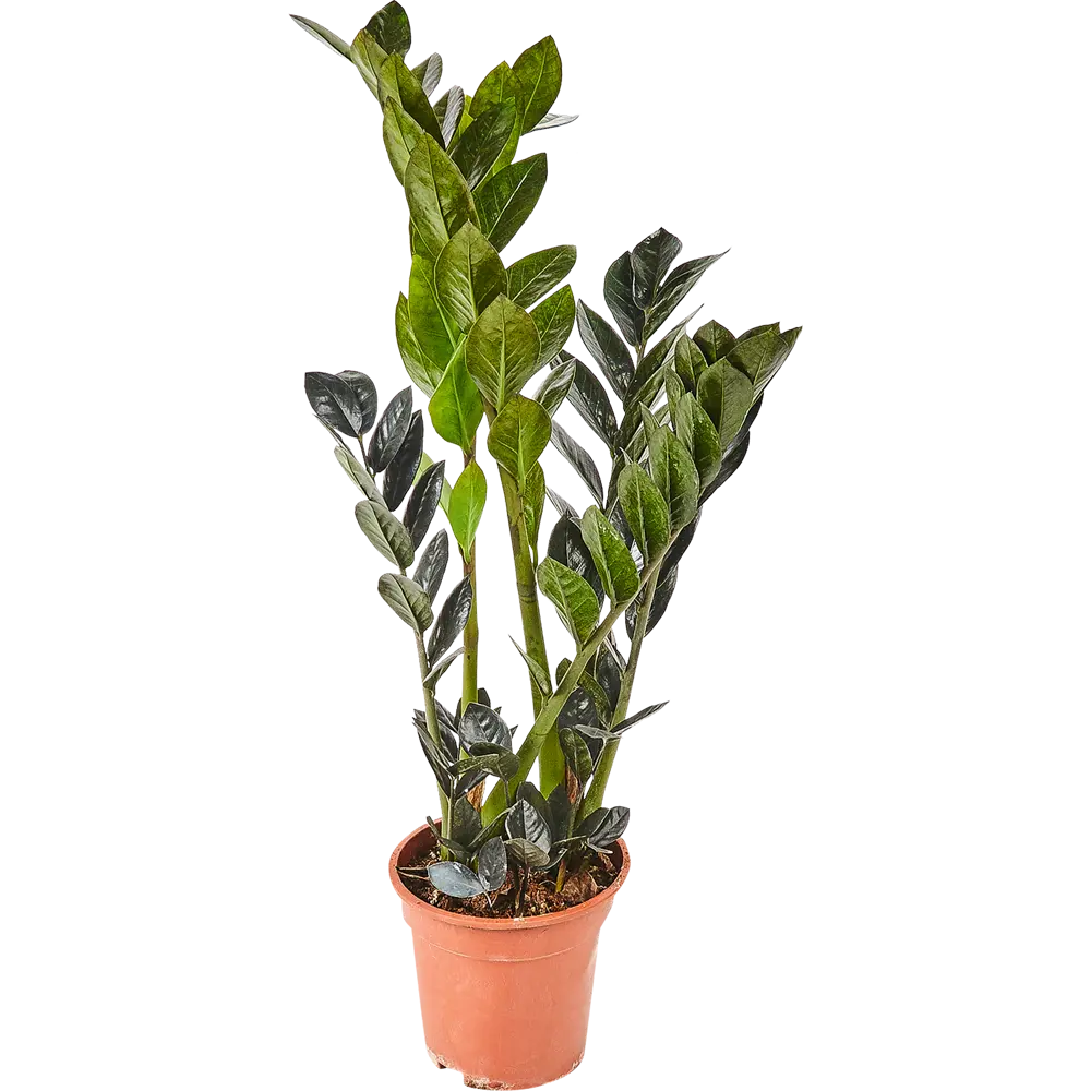 Santreyd Замиокулькас Супер Нова — изысканный темнолистный красавец для интерьера 82877352 STLM-1447402