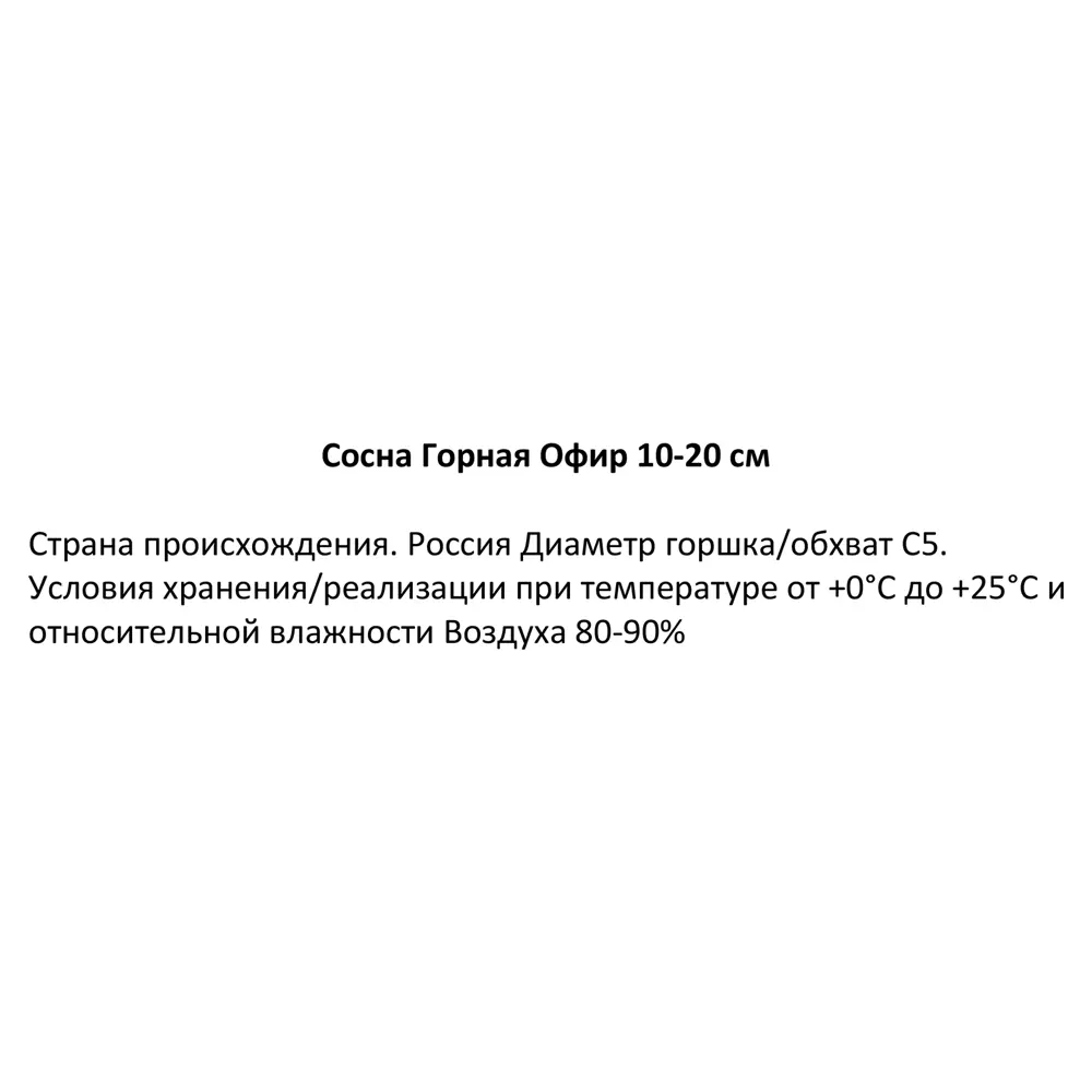 Сосна горная Офир h10-20 см 85320137 STLM-2004840 Santreyd  - Вид №2