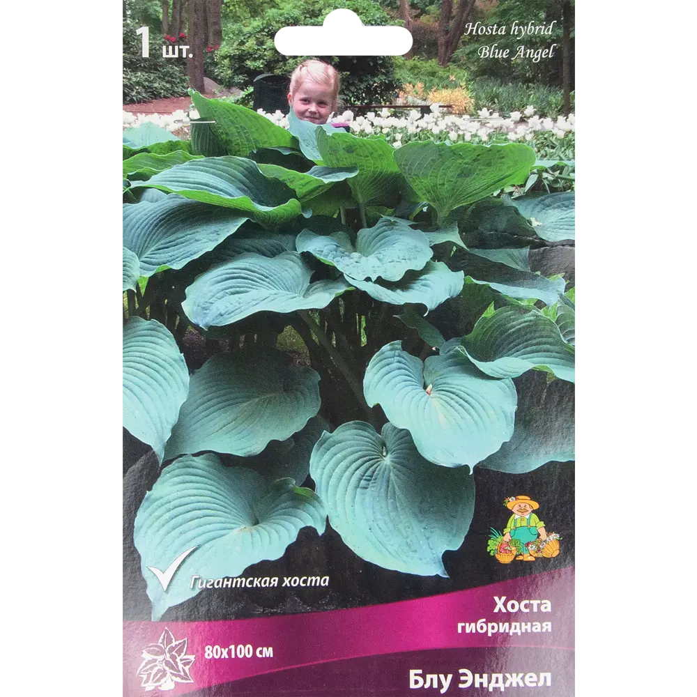 ПОИСК Хоста Блу Энджел - изысканное теневыносливое растение 85205440 STLM-1565652