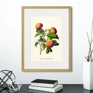 Картина в раме 32х42 см Botany illustration №22, 1836г. КАРТИНЫ В КВАРТИРУ  264499 Зеленый;оранжевый;разноцветный