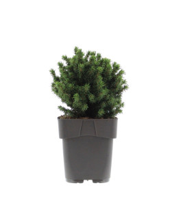 Ель Альберта Глоуб Santreyd - декоративный хвойный шар для сада 87548372