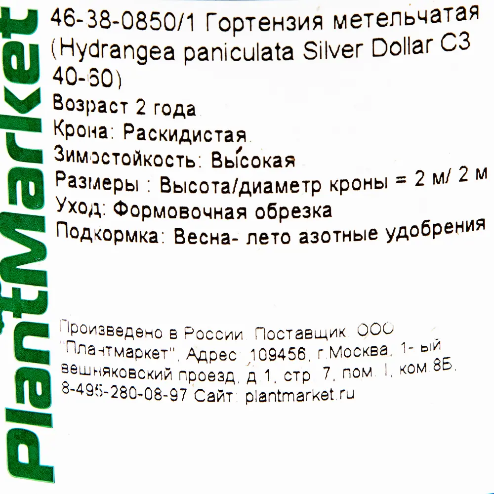Гортензия метельчатая «Сильвер Доллар» C3 82356730 STLM-2120737 PLANTMARKET  - Вид №1