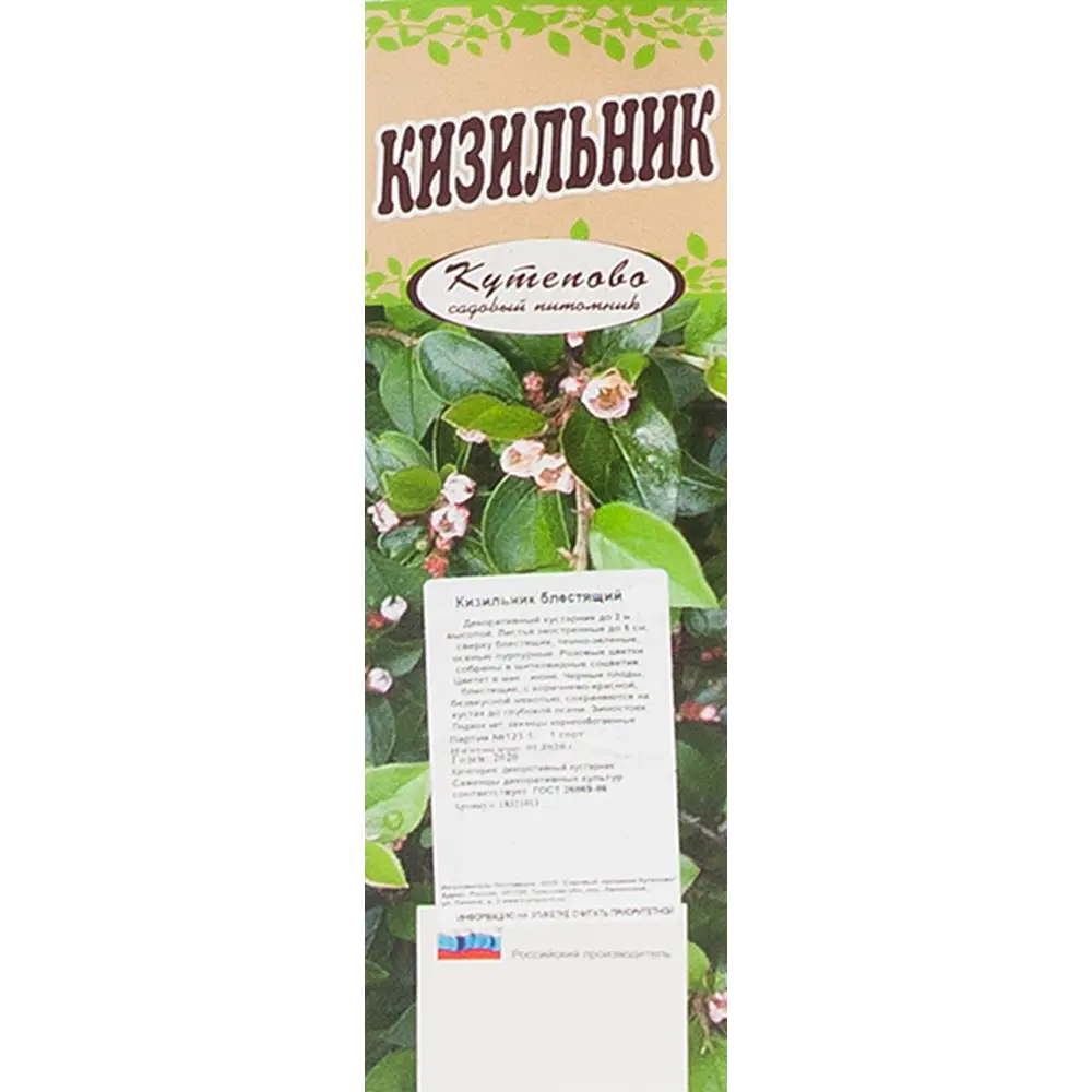 Кизильник блестящий, в коробке 18321013 STLM-2106548 Santreyd  - Вид №1