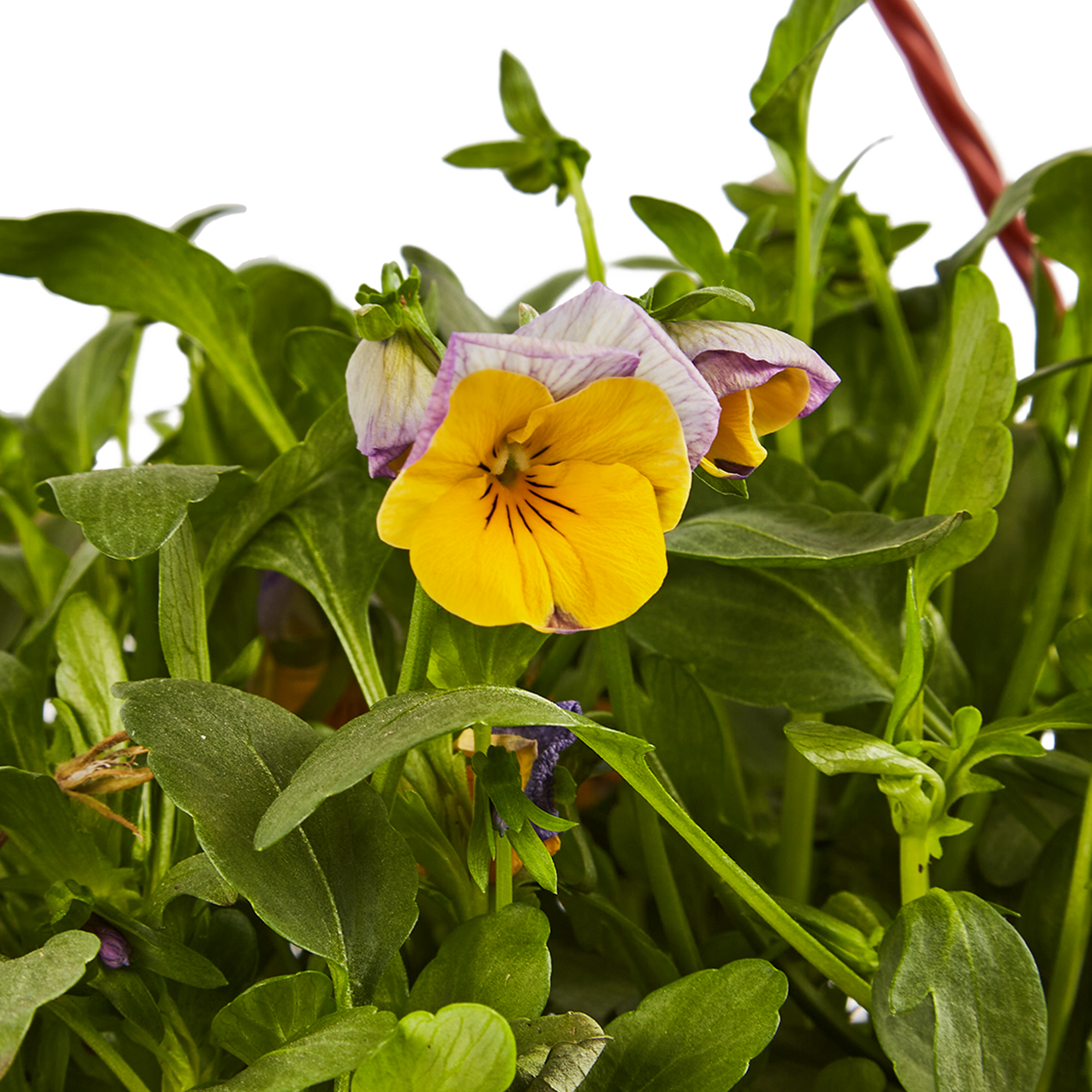 Рассада фиалки Виола разноцветная в горшке Santreyd 83597613 STLM-0042361 - Вид №2