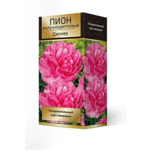 Пион травянистый Джокер луковица 2-3 83600122 STLM-2034146