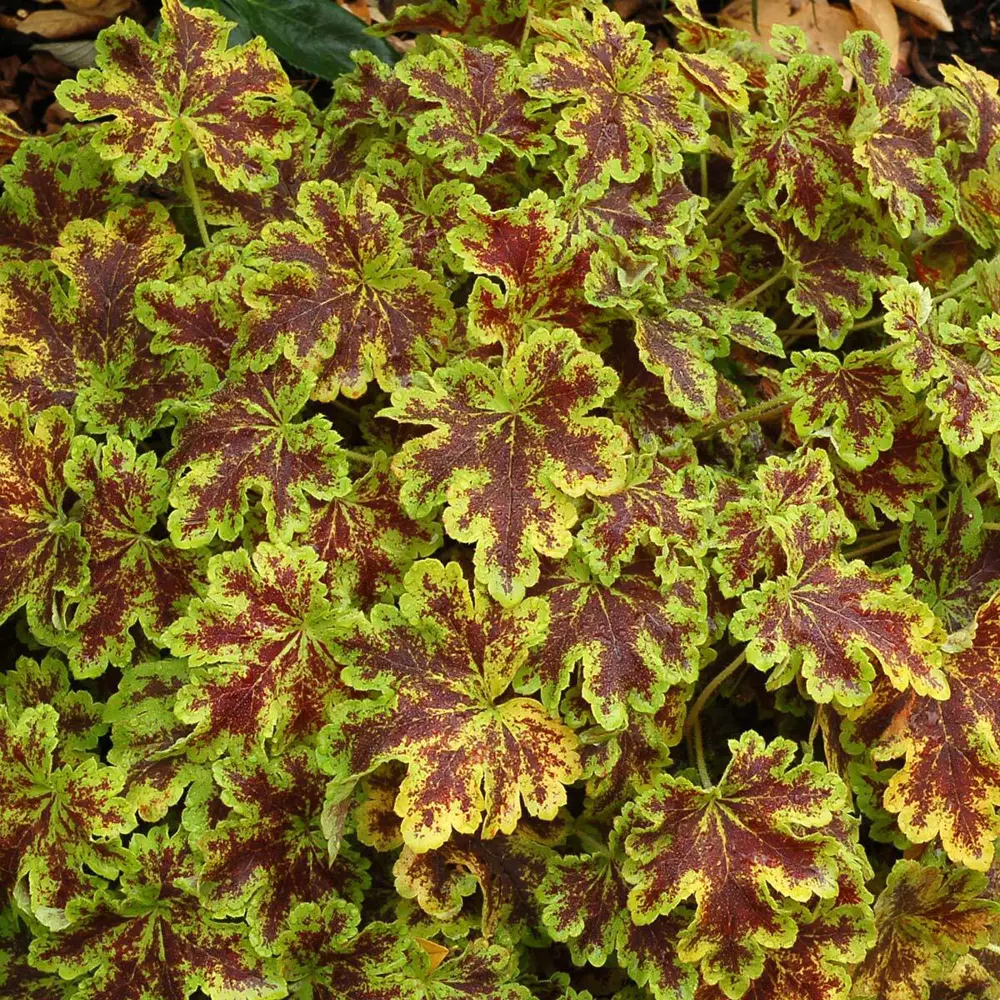 Гейхера «Солар Пауэр» 11x15 см 82595160 STLM-2116078 Santreyd 
