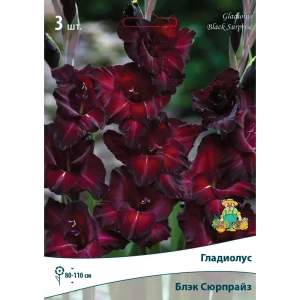 Гладиолус крупноцветковой Блэксюрпрайз 10/12, 3 шт 81945432 STLM-2182684