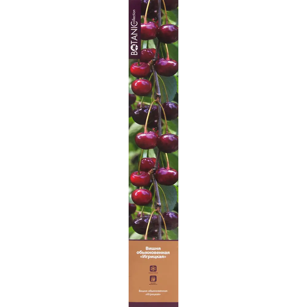 Вишня Игрицкая в тубе 82539557 STLM-2057034 BOTANIC COLLECTION  - Вид №2