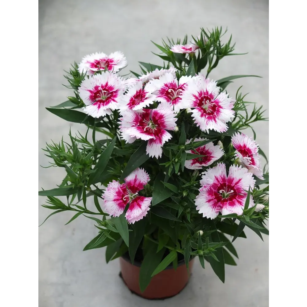 Гвоздика китайская 9x20 см 82554798 STLM-2190810 Santreyd 