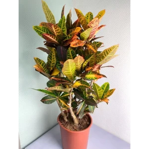 89399312 Кодиеум Вариегатум ø25 h70 см STLM-1434982