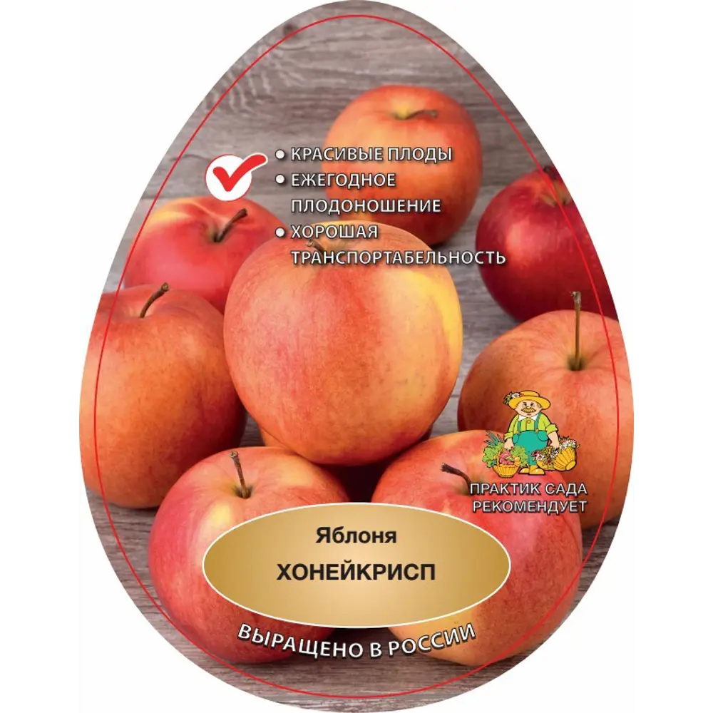 Яблоня Хоней крисп в тубе Поиск Инвест 83791293 STLM-2118543 Santreyd  - Вид №1