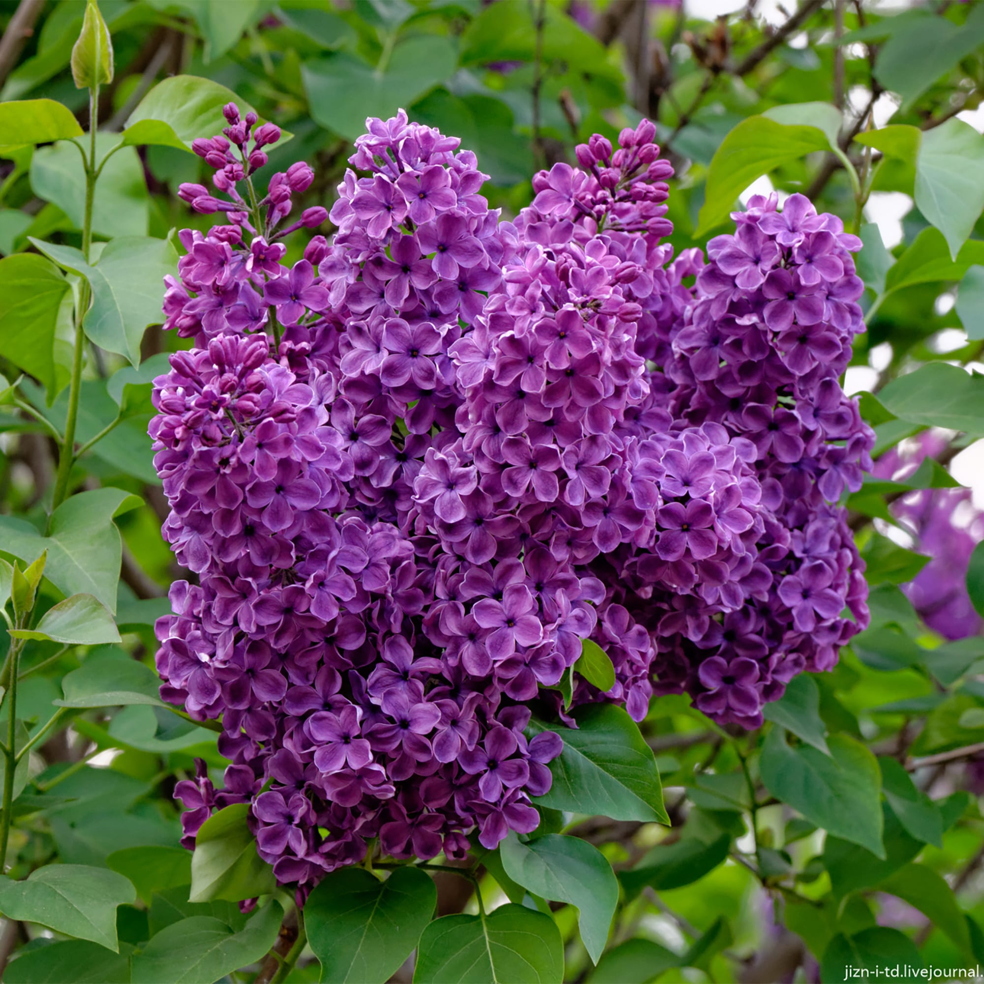 17892009 Сирень обыкновенная P9 Santreyd  - Вид №3