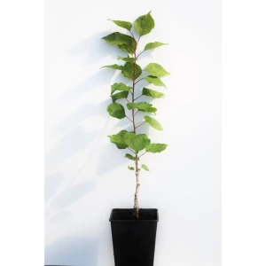 Абрикос «Кичигинский» 1 год 12.5x30-50 см 82610412 STLM-2142897
