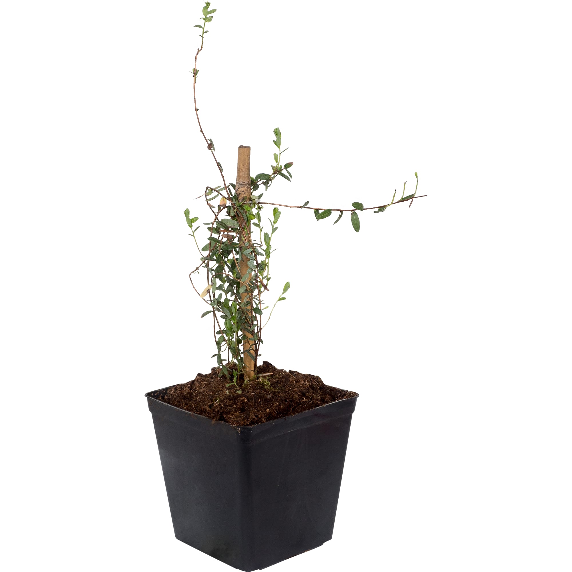 18321355 Клюква крупноплодная С1, 30 см Santreyd 