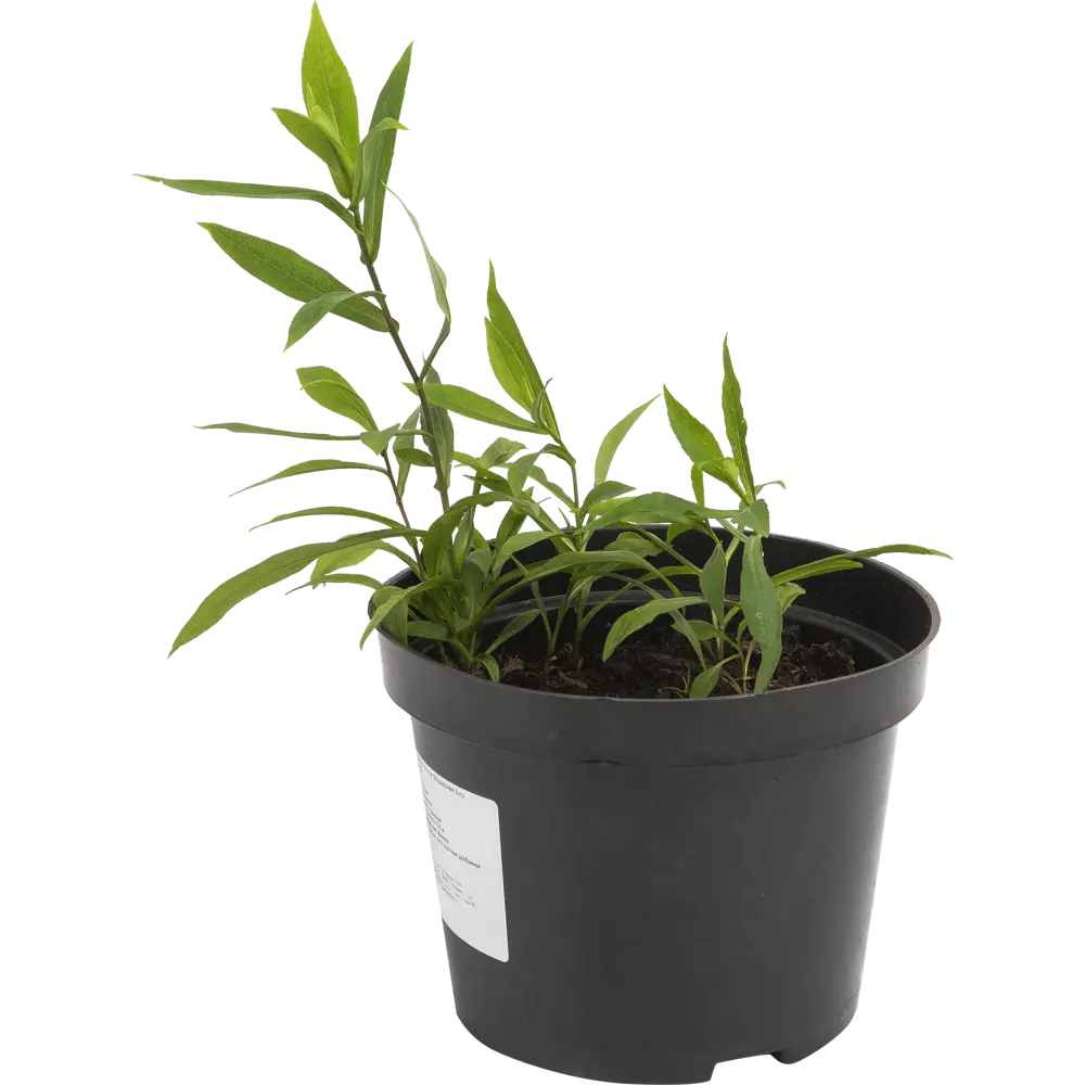 Астра бордюрная «Блу Лагуна» 15x55 см 82625224 STLM-2025062 PLANTMARKET 