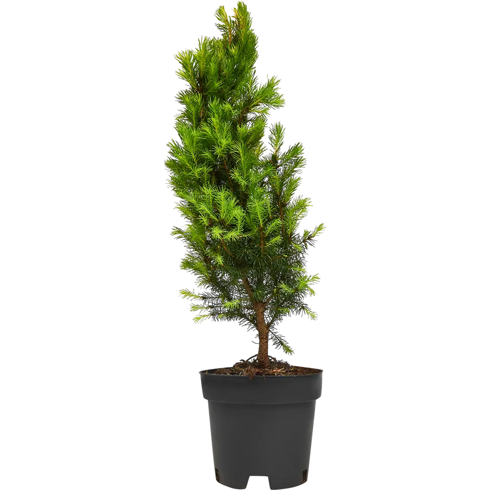 Ель канадская Коника ø15 h55 см PLANTMARKET STLM-2044689