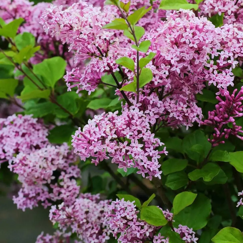 Сирень Мейера П от Santreyd - розово-лиловое украшение сада 87811848 STLM-1353525