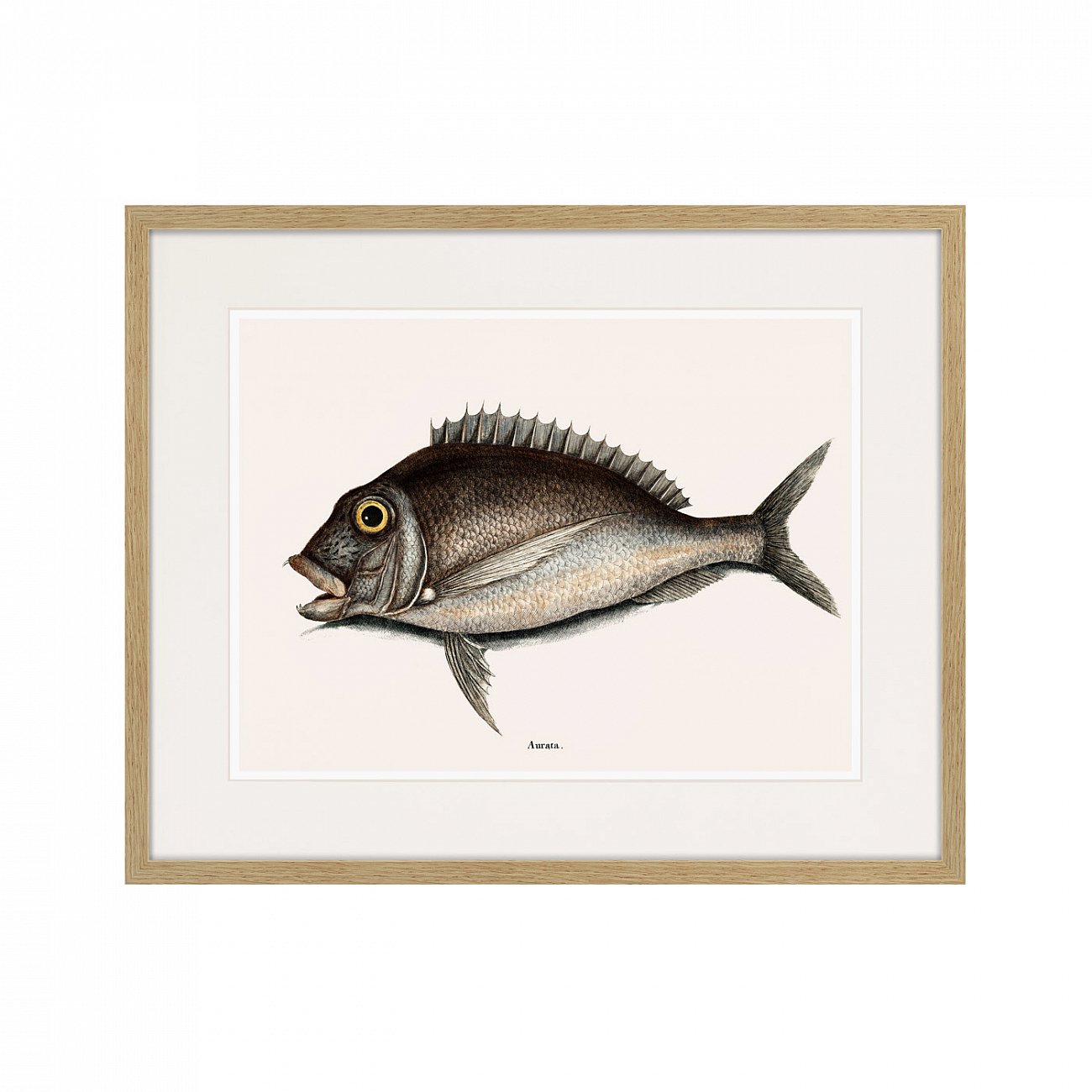 Картина: Marine life №7, 1725г. КАРТИНЫ В КВАРТИРУ  264308 Разноцветный  - Вид №1