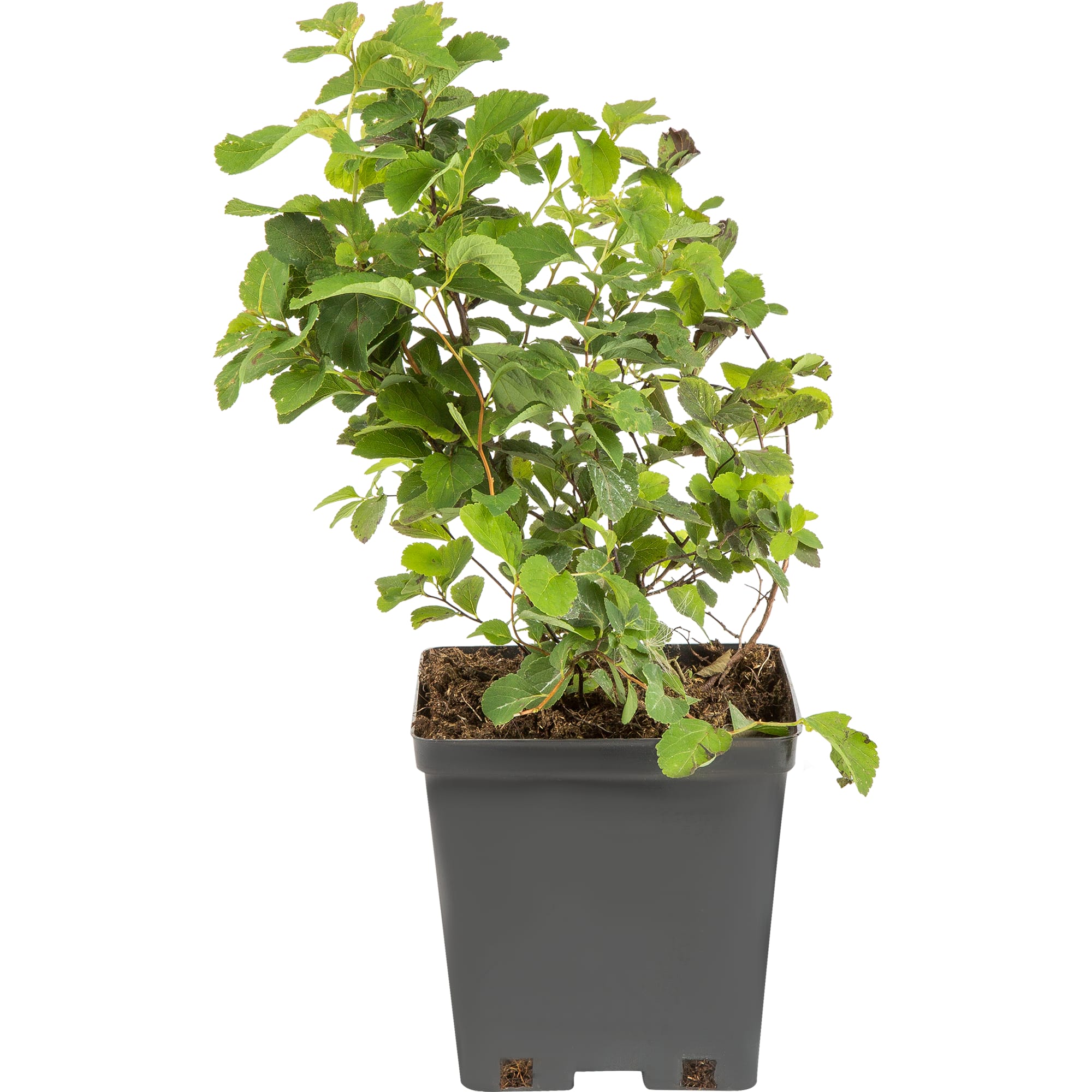 81954839 Спирея берёзолистная C2 h30 Тор Santreyd 