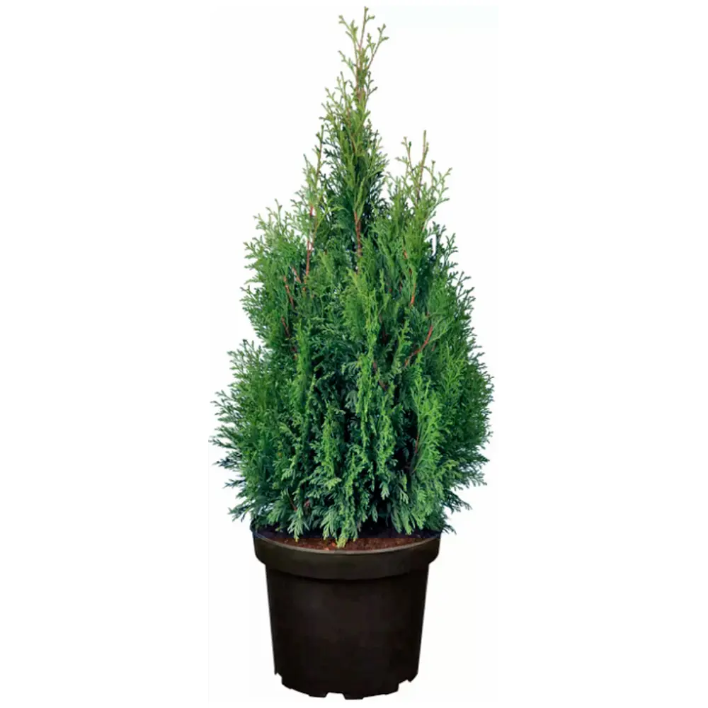 Туя западная Смарагд 40x200 см 84754092 STLM-2060383 Santreyd 