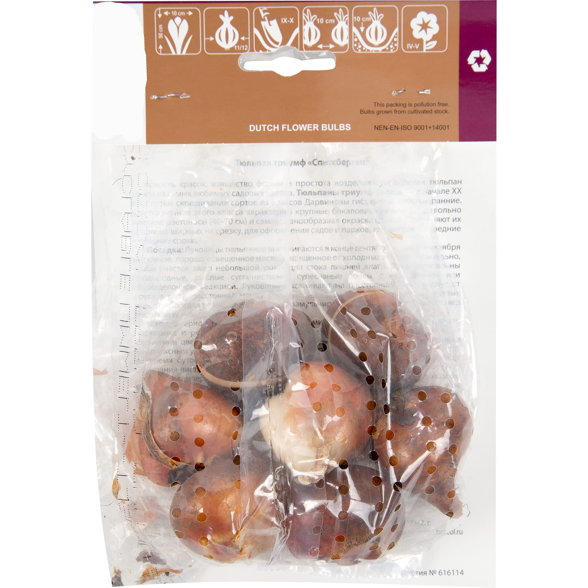 82351170 Тюльпан Триумф «Спитсберген» Santreyd  - Вид №1