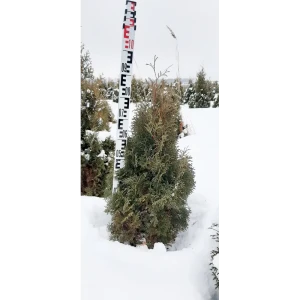 Туя западная Холмструп ø30 h70 см 85923216 STLM-2036454