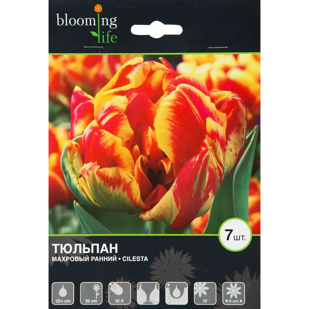 Тюльпан Силеста 12/plus, 7 шт. 11954408 STLM-2135901 Santreyd 