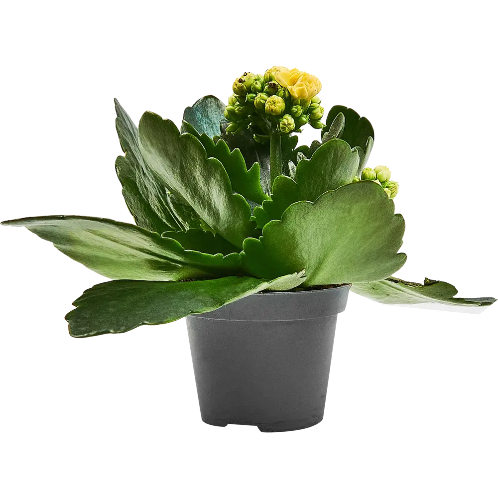 Santreyd Каланхоэ Каландива - цветущий суккулент для интерьера 89354338 STLM-1505437