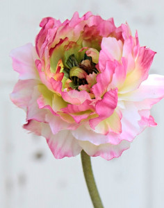 2421 505 a2 Лютик ложный, 65 см, светло-розово-темно-розовый H-andreas