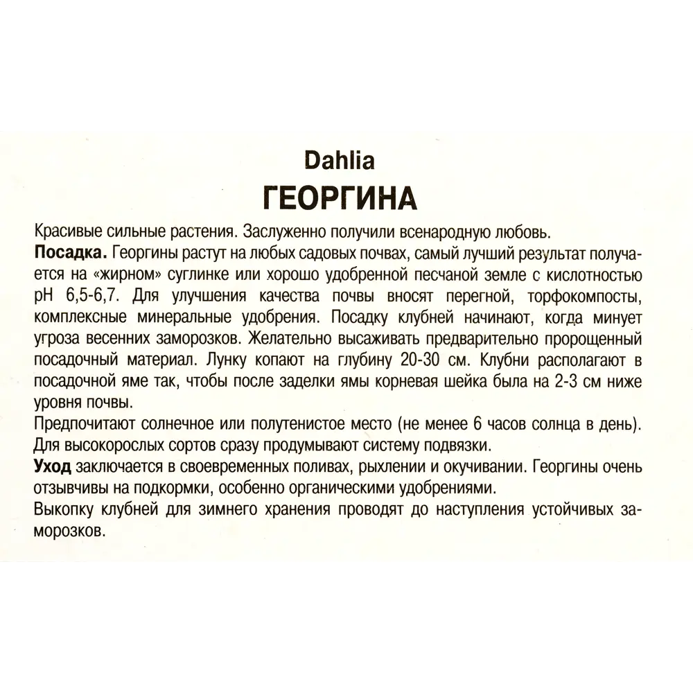 Георгины декоративные «Ориндж Наггет», 1 шт. 82118675 STLM-2044037 Santreyd  - Вид №2