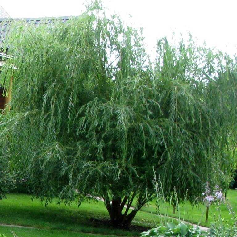 87811882 Ива в сортах ø25 h100 см STLM-0075781 Santreyd