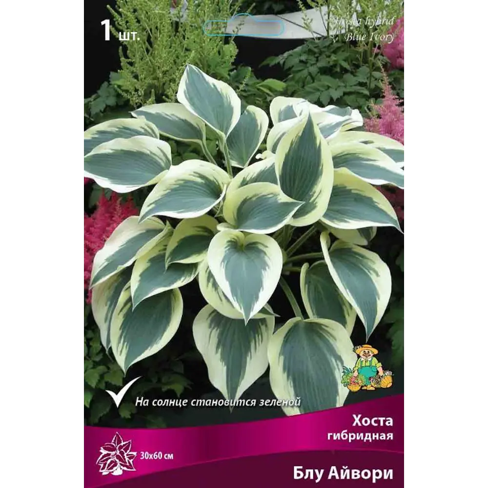 Хоста гибридная Блу Айвори луковица I 83597616 STLM-2073080 Santreyd 