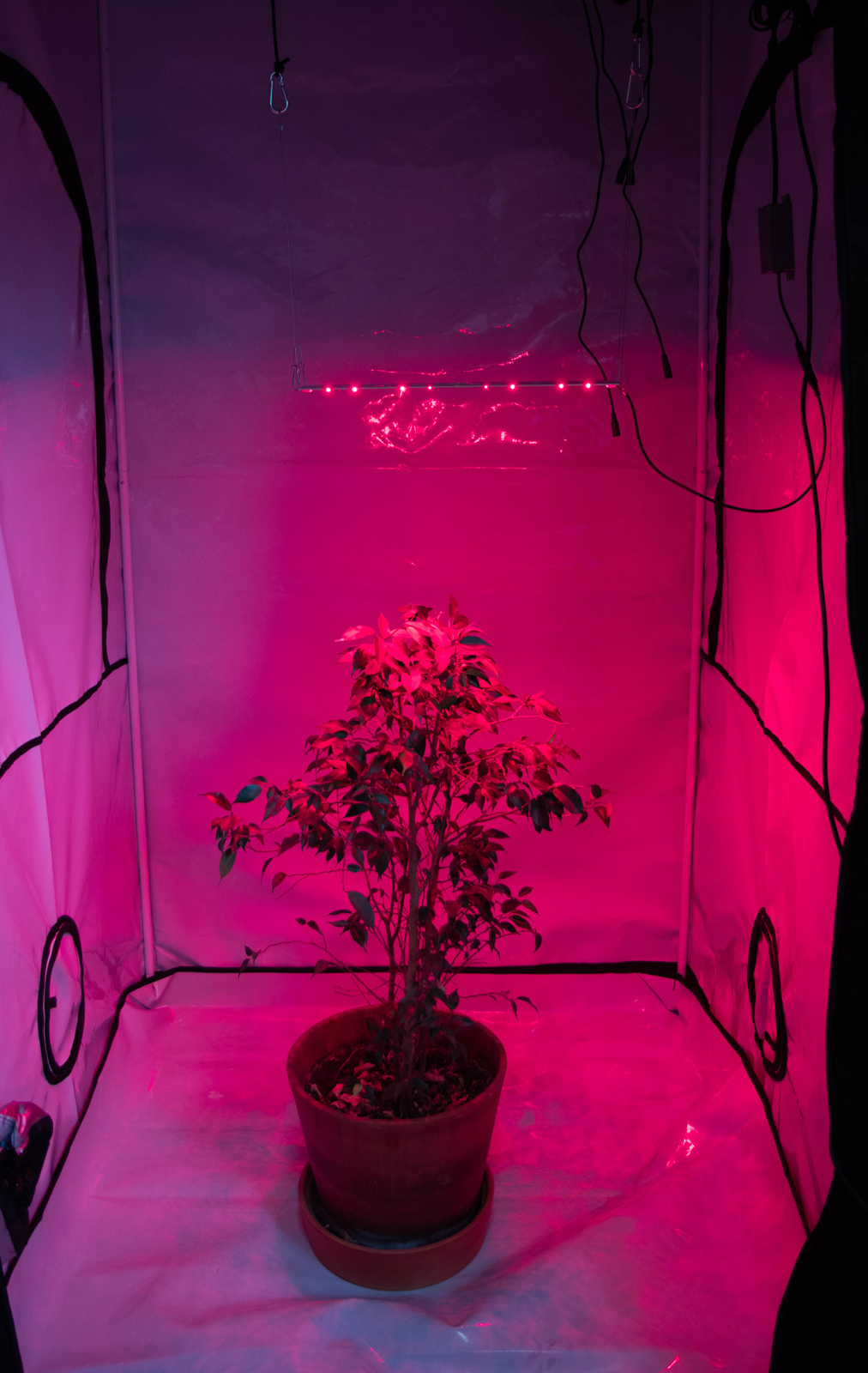 3563 4.2 Booster line Osram SSL 660nm LAB.Space  - Вид №8