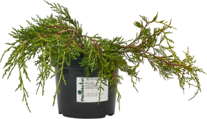 85440394 Можжевельник средний Голд Кост ø19 h30 см STLM-0062771 PLANTMARKET