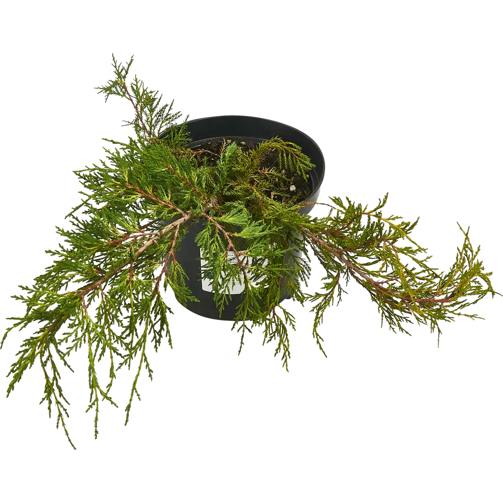 Можжевельник средний Голд Кост ø19 h30 см 85440394 STLM-2076455 PLANTMARKET  - Вид №1
