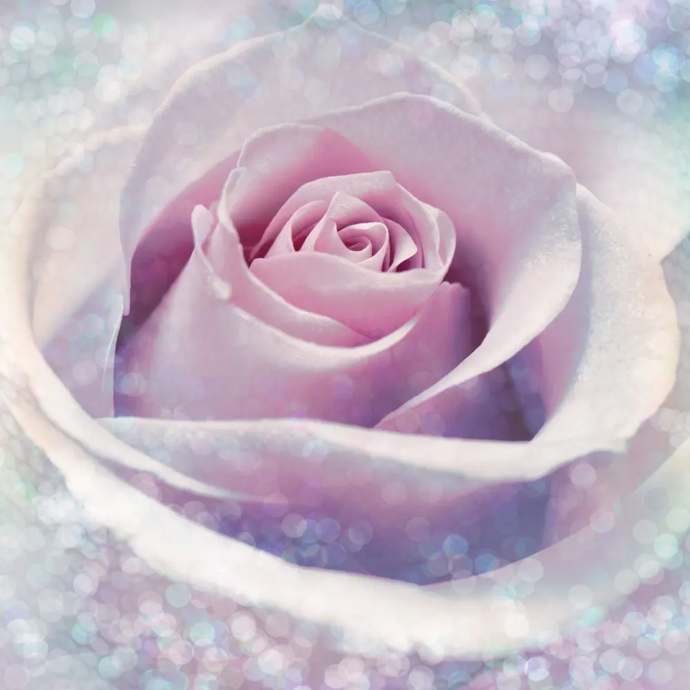 Фотопанно флизелиновое «Delicate Rose» 184х248 см Komar STLM-2120484