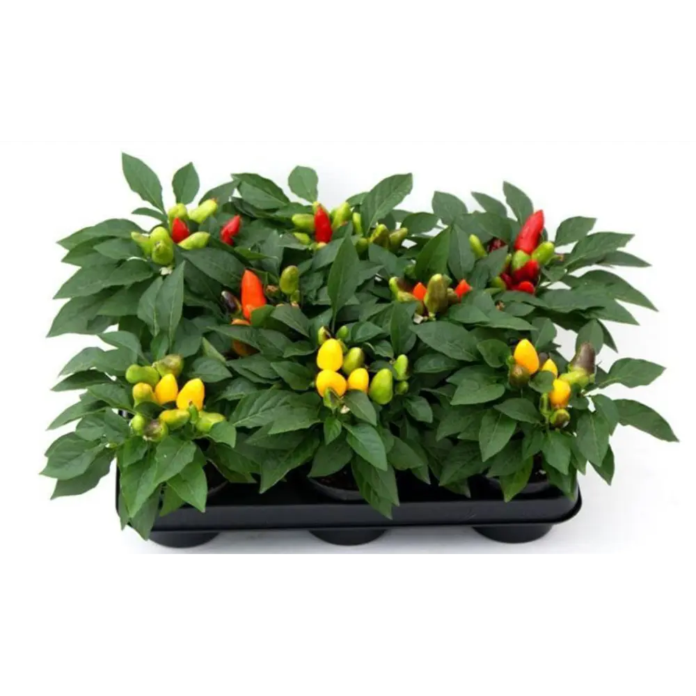 Капсикум микс 10.5x25 см 82877364 STLM-2017027 Santreyd 