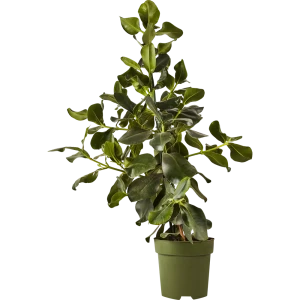 Клузия Розеа от Santreyd — декоративное растение с крупной листвой для интерьера 87819669