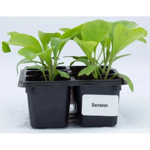 Баклажан h15 см