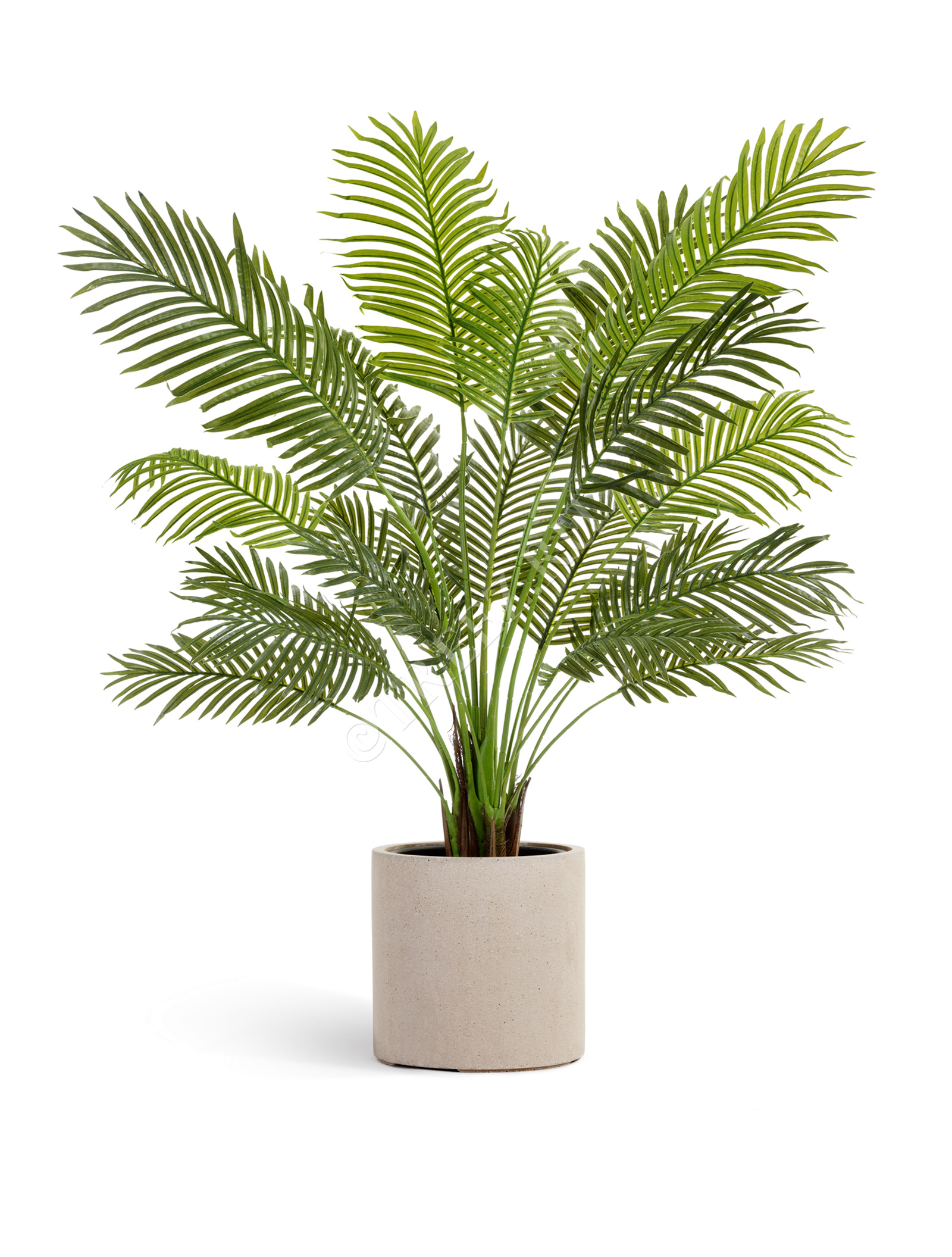 10.11924N Пальма Арека Литл Цветочная коллекция  - Вид №2